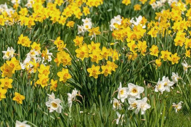 Narzisse, Osterglocke (Narcissus spec.), Narzissen im Brenzpark Heidenheim, Deutschland, Baden-Wuerttemberg, Heidenheim daffodil (Narcissus spec.), daffodills at the Brenz Park Heidenheim, Germany, Baden-Wuerttemberg, Heidenheim BLWS639023 *** Narcissus, daffodil Narcissus spec , daffodils at the Brenz Park Heidenheim, Germany, Baden Wuerttemberg, Heidenheim daffodil Narcissus spec , daffodills at the Brenz Park Heidenheim, Germany, Baden Wuerttemberg, Heidenheim BLWS639023 Copyright: xblickwinkel McPHOTO E.xThielscherx