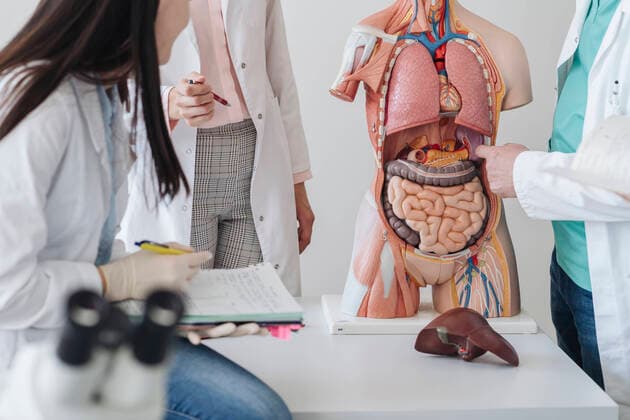 IMAGO Creative: Bildung, Wissenschaftserziehung Crop view of students analyzing anatomy model in class model released Symbolfoto property released AHSF00685