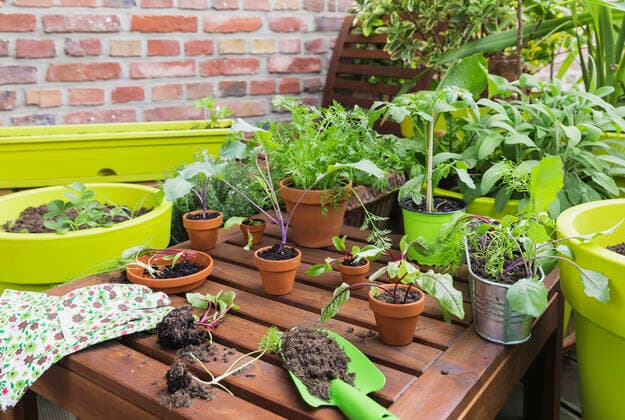 Assorted potted plants and gardening tools on balcony property released GWF06825