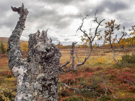 IMAGO Creative: Klimawandel - Grüne Erholung Fallen bare tree in autumn field at Sweden HUSF00208