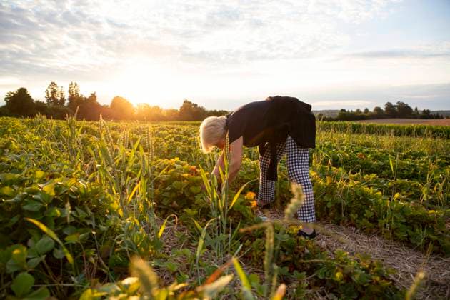 Senior woman harvesting strawberries in field model released Symbolfoto MAMF01621