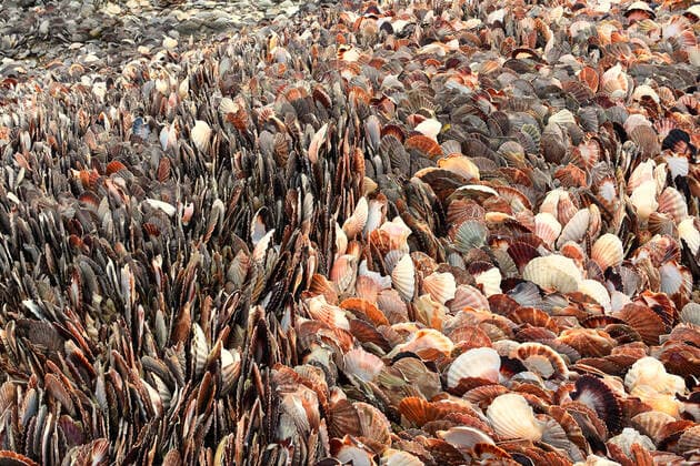 Scallop shells Pile of empty shells, scallop shells, shell fishing Brittany; Cotes d Armor 22; Erqu Europe; Western Europe; France  Copyright: xBruxG Andia.frx 369082