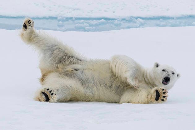 Adult polar bear (Ursus maritimus), cleaning its fur from a recent kill on ice near Ellesmere Island, Nunavut, Canada, North America Copyright: MichaelxNolan 1112-5755
