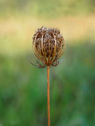Daucus carota, wild carrot in Autumn, UK niktaylorphotography@gmail.com 61614_rf_13_u16832