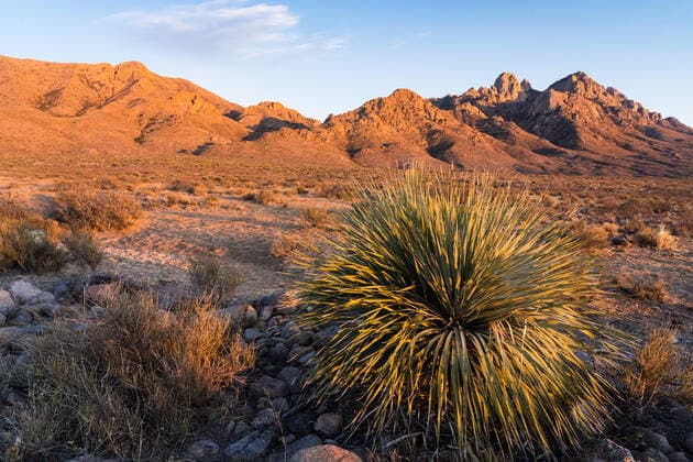 Sotol, Dasylirion wheeleri, in the Organ Mountains - Desert Peaks National Monument, near Las Cruces, New Mexico. Las Cruces Organ Mountains - Desert Peaks National Monument New Mexico United States Copyright: xJonxG.xFullerx JGF-Organ Mountains NM-US-NM-3900