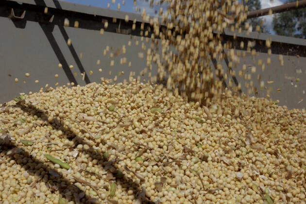 IMAGO Nature: Unsere Erde, Klimawandel, Ernährung, Pflanzen der Zukunft, Soja CAMPO MOURÃO, PR - 26.02.2021: PRODUTORES INICIAM COLHEITA DE SOJA NO PR - The 2020 21 summer grain harvest is expected to total 23.9 million tons in an area of 6.1 million hectares, according to the Department of Rural Economy (Deral), of the State Secretariat for Agriculture and Supply. The volume indicates a reduction of 4% compared to the 2019 2020 harvest. This month& 39;s report points out that both the climate and the occurrence of pests have reduced productivity and grain quality in some of the main crops in Paraná. In the photo, tractors, harvesters, trucks, rural workers and farmers during soybean harvest in Paraná. x2036626x  DirceuxPortugal