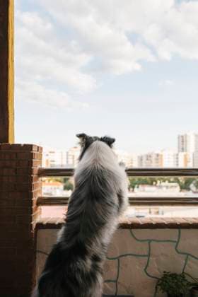 Attentive border collie with gray fur standing near railing on balcony of residential house and observing cityscape with houses against cloudy sky Copyright: xLightsyx Model Released