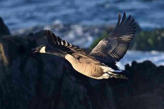 March 1, 2021, Monterey, California, US: Canada geese can fly 1,500 miles in just 24 hours, live for 24 years..Pairs mate for life..Because of changing.weather, human settlement, and, farming patterns,.many Canada geese have.begun to alter their migrations.and become permanent residents of.parks, golf courses, suburban.developments, and other human habitats year round. Monterey US - ZUMAm225 20210301_zap_m225_001 Copyright: xRoryxMerryx