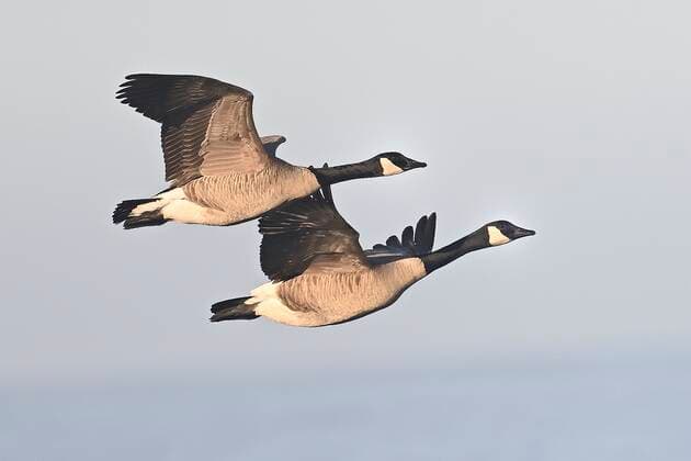 March 1, 2021, Monterey, California, US: Canada geese can fly 1,500 miles in just 24 hours, live for 24 years..Pairs mate for life..Because of changing.weather, human settlement, and, farming patterns,.many Canada geese have.begun to alter their migrations.and become permanent residents of.parks, golf courses, suburban.developments, and other human habitats year round. Monterey US - ZUMAm225 20210301_zap_m225_002 Copyright: xRoryxMerryx