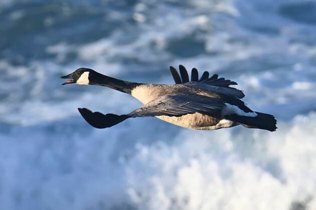 March 1, 2021, Monterey, California, US: Canada geese can fly 1,500 miles in just 24 hours, live for 24 years..Pairs mate for life..Because of changing.weather, human settlement, and, farming patterns,.many Canada geese have.begun to alter their migrations.and become permanent residents of.parks, golf courses, suburban.developments, and other human habitats year round. Monterey US - ZUMAm225 20210301_zap_m225_004 Copyright: xRoryxMerryx