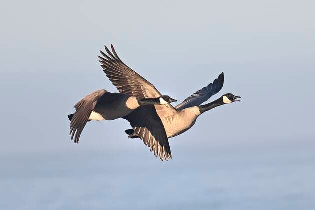 Entertainment Bilder des Tages March 1, 2021, Monterey, California, US: Canada geese can fly 1,500 miles in just 24 hours, live for 24 years..Pairs mate for life..Because of changing.weather, human settlement, and, farming patterns,.many Canada geese have.begun to alter their migrations.and become permanent residents of.parks, golf courses, suburban.developments, and other human habitats year round. Monterey US - ZUMAm225 20210301_zap_m225_005 Copyright: xRoryxMerryx