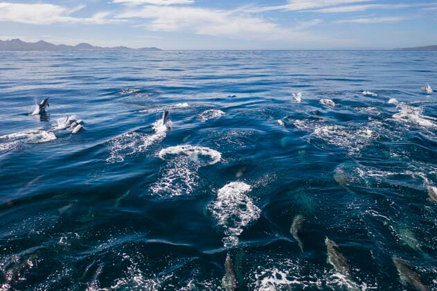 A group of dolhins swimming in the coast of La Paz, Baja California. Mexico, Mexico City, Mexico City CR_DLAF210226-660248-01