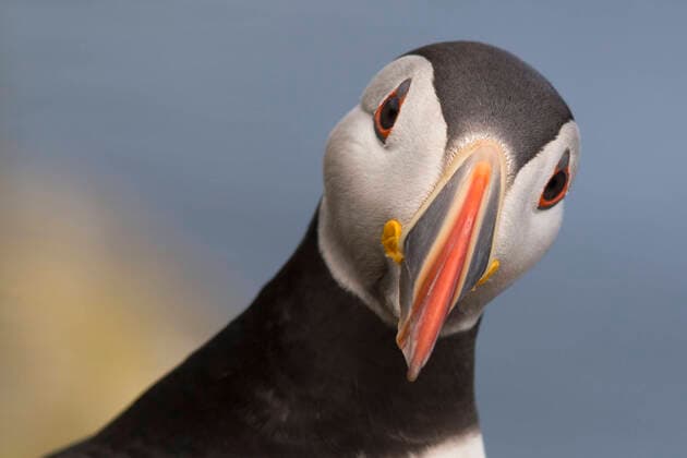 Birds of Iceland, Puffin Fratercula arctica Portrait of a Puffin , Grimsey Island western Nordland Iceland bird cliff in the south of the island
