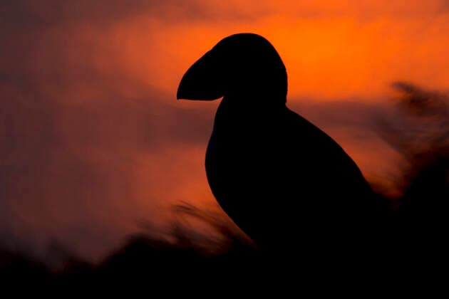 Birds of Iceland, Puffin Fratercula arctica Puffin in the backlight of the setting sun , Grimsey Island western Nordland Iceland bird cliff in the south of the island
