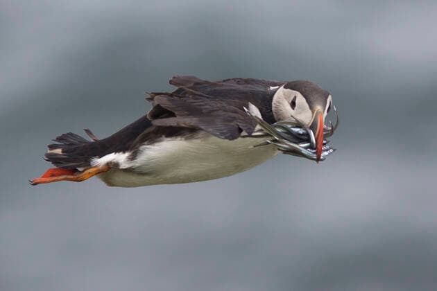 Birds of Iceland, Puffin Fratercula arctica Puffin in flight with food in beak , Grimsey Island western Nordland Iceland bird cliffs in the south of the island