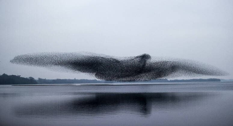 Bilder des Jahres 2021, News 03 März News Themen der Woche KW09 A Starling Murmuration Over Lough Ennell, Co. Westmeath 3 3 2020 A view of a starling murmuration over Lough Ennell, Co. Westmeath A view of a starling murmuration over Lough Ennell, Co. Westmeath 3 3 2020  Copyright: x INPHO JamesxCrombiex 1001100618st