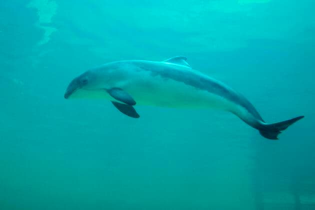  Gewöhnlicher Schweinswal (Phocoena phocoena), Eco Mare, De Koog, Texel, Niederlande, Europa *** Common porpoise Phocoena phocoena , Eco Mare, De Koog, Texel, Netherlands, Europe Copyright: imageBROKER/WillixRolfes iblrsw05209024.jpg