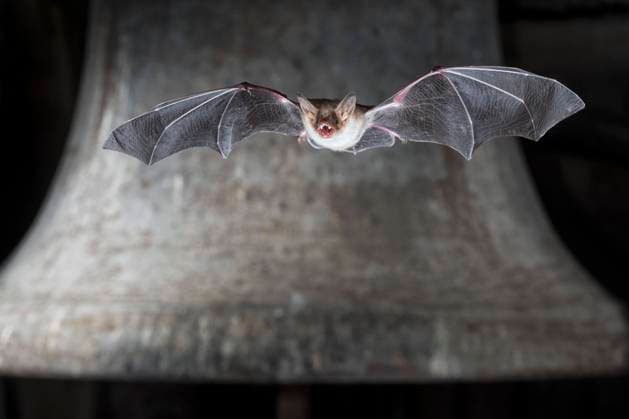 Großes Mausohr (Myotis myotis) fliegt vor Kirchenglocke, Thüringen, Deutschland, Europa *** Greater mouse-eared bat Myotis myotis flying in front of church bell, Thuringia, Germany, Europe Copyright: imageBROKER DieterxMahlke ibldim06704443.jpg