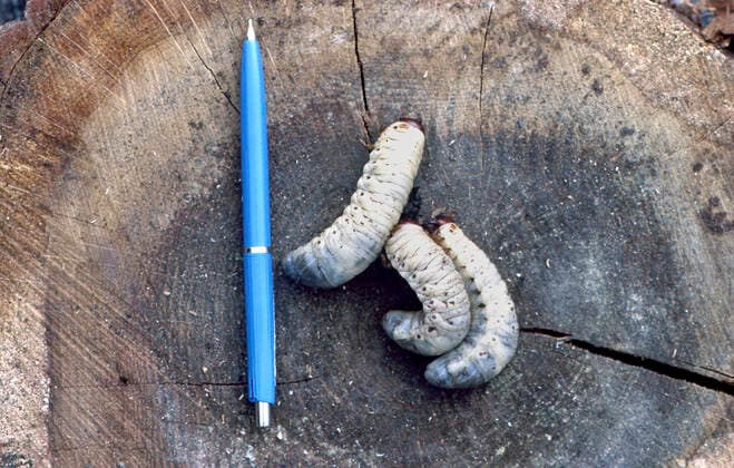IMAGO Creative: UN Welt-Habitat-Tag am 3. Oktober Nashornkaefer (Oryctes nasicornis), Larven neben einem Kugelschreiber als Groessenvergleich, Deutschland European rhinoceros beetle (Oryctes nasicornis), larvae next to a biro for size comparison, Germany BLWS638726 *** Rhinoceros beetle Oryctes nasicornis , larvae next to a biro for size comparison, Germany European rhinoceros beetle Oryctes nasicornis , larvae next to a biro for size comparison, Germany BLWS638726 Copyright: xblickwinkel M.xHenningx