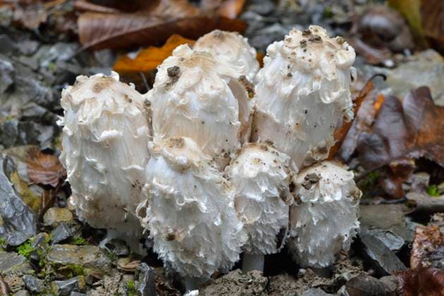  Schopftintling, Schopf-Tintling, Spargelpilz, Porzellantintling (Coprinus comatus), Tintenpilz *** Crested tintling, asparagus mushroom, porcelain tintling Coprinus comatus , ink mushroom Copyright: imageBROKER/O.xDiez ibldzo05160528.jpg