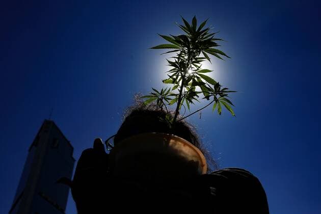 A man carries a cannabis plant during a march for its full regularization, at the Zocalo Square in Mexico City, Mexico, 09 March 2021. Activists and consumers marched this Tuesday to demand from legislators a law on cannabis recreational consumption that respects their rights, hours before the Chamber of Deputies votes on Wednesday the ruling that regulates the recreational use of marijuana. It is one of the main demands we have and one of our slogans: first the rights, then the market, activist Orlando Pacheco explained. Marijuana activists pressure the Mexican Congress within hours of its decision !ACHTUNG: NUR REDAKTIONELLE NUTZUNG!  Copyright: xCarlosxRamírezx MEX6641 20210310-637509406416948957