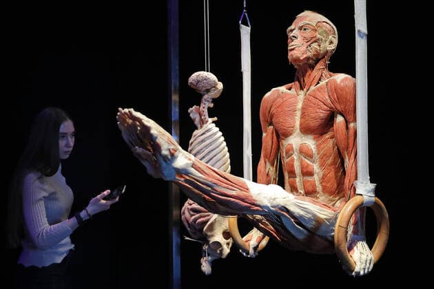Bilder des Jahres 2021, Entertainment 03 MÃ¤rz Entertainment Themen der Woche KW10 Entertainment Bilder des Tages MOSCOW, RUSSIA - MARCH 11, 2021: An item is on display at German anatomist Gunther von Hagens Body Worlds anatomical exhibition at VDNKh Exhibition Center. The exposition features human bodies and organs preserved through the process of plastination. The bodies of donors are used for plastination. Sergei Savostyanov TASS  TS0F925B
