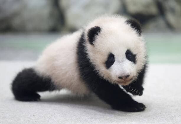 Bilder des Jahres 2021, Entertainment 03 März Entertainment Themen der Woche KW10 Entertainment Bilder des Tages Baby panda at western Japan park A giant panda cub is pictured at the Adventure World amusement park in Shirahama in Wakayama Prefecture, western Japan, on March 12, 2021. The panda, whose name will be announced on March 18, was born in November 2020. 