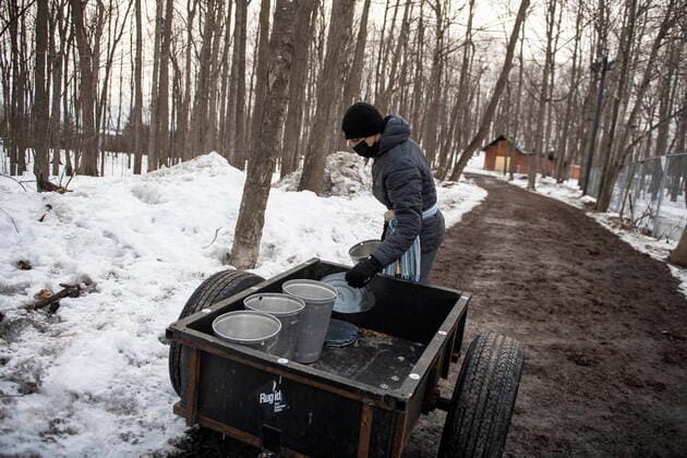 March 13, 2021, Ottawa, on, Canada: Volunteer Jeremy Dostaler gathers buckets that will be used to collect maple water at the Vanier Museopark sugar bush in Ottawa on Saturday, March 13, 2021. The Vanier sugar bush is one of a few active urban sugar shacks, where maple syrup is produced the traditional way with buckets of maple water collected by hand. Community members will tap around 50 trees this year, in contrast to the usual 600 taps placed, due to limitations from the COVID-19 pandemic and a fire caused by arson that destroyed the sugar shack building, behind. Ottawa Canada - ZUMAc35_ 20210313_zaf_c35_081 Copyright: xJustinxTangx