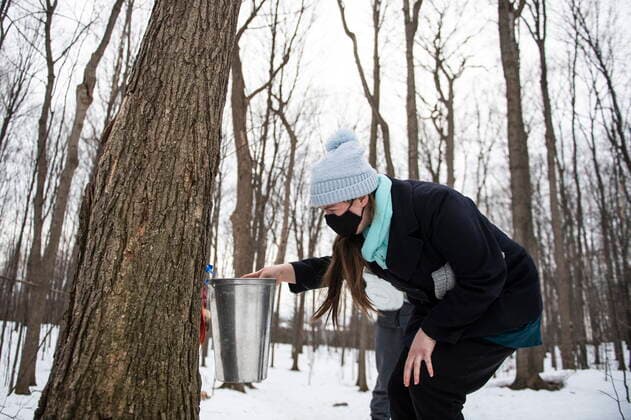 March 13, 2021, Ottawa, on, Canada: Julie Doucette places a bucket on a tree that she tapped at the Vanier Museopark sugar bush in Ottawa on Saturday, March 13, 2021. The Vanier sugar bush is one of a few active urban sugar shacks, where maple syrup is produced the traditional way with buckets of maple water collected by hand. Community members will tap around 50 trees this year, in contrast to the usual 600 taps placed, due to limitations from the COVID-19 pandemic and a fire caused by arson that destroyed the sugar shack building. Ottawa Canada  - ZUMAc35_ 20210313_zaf_c35_089 Copyright: xJustinxTangx