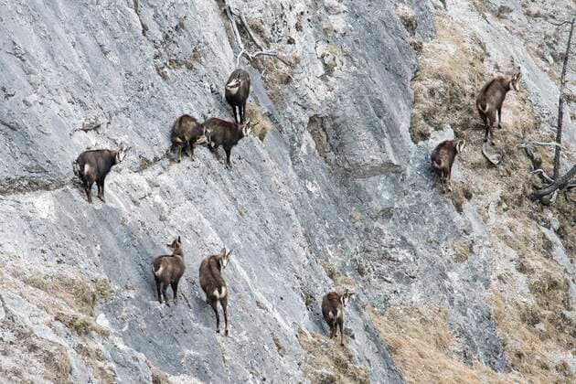Gämsen oder Gemsen, Gamsrudel mit Kitze und Gamsgeißen im felsigen Gelände, Tirol, Österreich, Europa *** Chamois, chamois herd with fawns and chamois goats in rocky terrain, Tyrol, Austria, Europe Copyright: imageBROKER MichaelaxWalch iblfox06708424.jpg