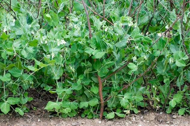 IMAGO Nature: Unsere Erde, Klimawandel, Ernährung, Pflanzen der Zukunft, Futtererbse  Erbsen (Pisum sativum) *** Peas Pisum sativum Copyright: imageBROKER/O.xDiez ibldzo05158695.jpg