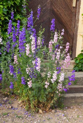 Feldrittersporn (Consolida) in rosa und blau blühend, Sachsen, Deutschland *** Field delphinium Consolida flowering in pink and blue, Saxony, Germany