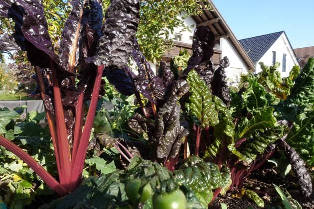 IMAGO Creative: Garten, Anbau im Hochbeet Mangold, Blatt-Mangold, Blattmangold, Beisskohl, Beiss-Kohl (Beta vulgaris var. cicla, Beta vulgaris ssp. vulagris var. cicla), Mangold mit rotem Stiel im Hochbeet, Deutschland Foliage Beet, Chard, Swiss chard, Mangel (Beta vulgaris var. cicla, Beta vulgaris ssp. vulagris var. cicla), Chard with red stems in a raised bed, Germany BLWS639839 *** Chard, Leaf Chard, Leaf Chard, Beisskohl, Beiss Kohl Beta vulgaris var cicla, Beta vulgaris ssp vulagris var cicla , Chard with red stems in a raised bed, Germany Foliage Beet, Chard, Swiss chard, Mangel Beta vulgaris var cicla, Beta vulgaris ssp vulagris var cicla , Chard with red stems in a raised bed, Germany BLWS639839 Copyright: xblickwinkel E.xTeisterx