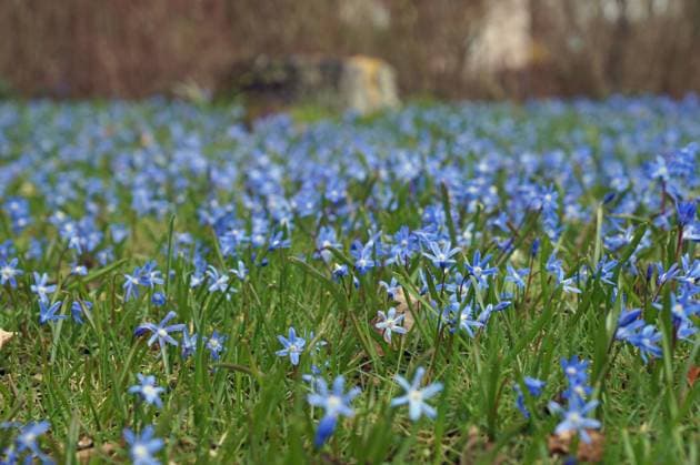 Sternhyazinthen in einem Bremer Vorgarten. *** Star hyacinths in a front garden in Bremen