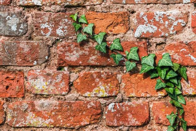 Old brick wall bewaxhsen with green ivy, castle wall in England, Great Britain, Europe Copyright: imageBROKER/MaciejxOlszewski ibxmao06711786.jpg