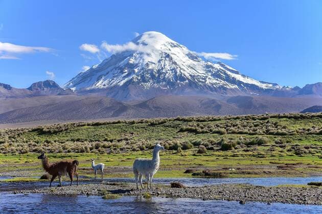 Creative Highlights World Lamas (lama glama) an Fluss vor Vulkan Sajama, mit Schnee bedeckt, Sajama Nationalpark, Altiplano, Bolivien, Südamerika *** Llamas lama glama at river in front of volcano Sajama, covered with snow, Sajama National Park, Altiplano, Bolivia, South America Copyright: imageBROKER/HaraldxvonxRadebrecht ibxmea04499208.jpg