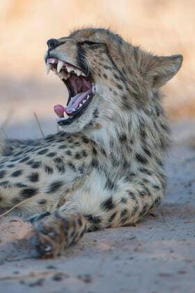 Creative Highlights World Gepard (Acinonyx jubatus) ruht im Schatten und gähnt, Kgalagadi-Transfrontier-Nationalpark, Nordkap Provinz, Südafrika *** Cheetah Acinonyx jubatus resting in the shade and yawning, Kgalagadi Transfrontier National Park, Northern Cape Province, South Africa. Copyright: imageBROKER/MatthiasxGraben ibxdrn04290414.jpg