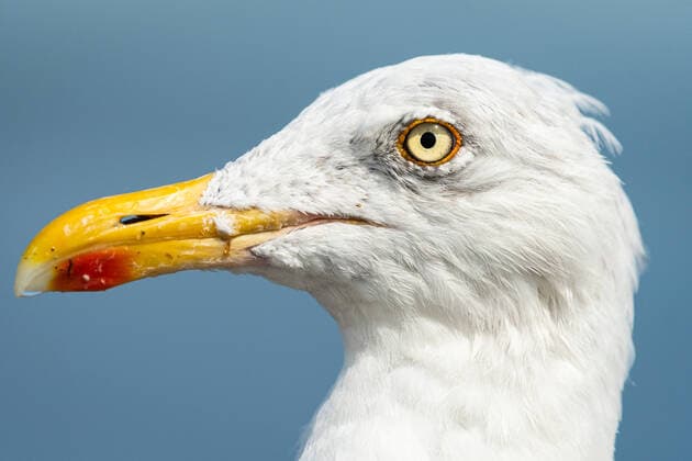 Creative Highlights World Closeup portrait of a european herring gull (Larus argentatus) Camaret-sur-Mer France