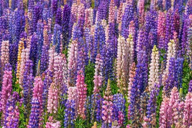 Pink and purple lupines (Lupinus polyphyllus) blooming in springtime meadow RUEF03236