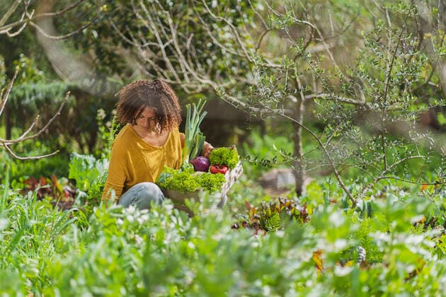 IMAGO Creative: Landleben, Mit Nachhaltigkeit grün auf dem Land leben Woman picking fresh organic vegetables in sustainable permaculture garden model released Symbolfoto property released SBOF03110