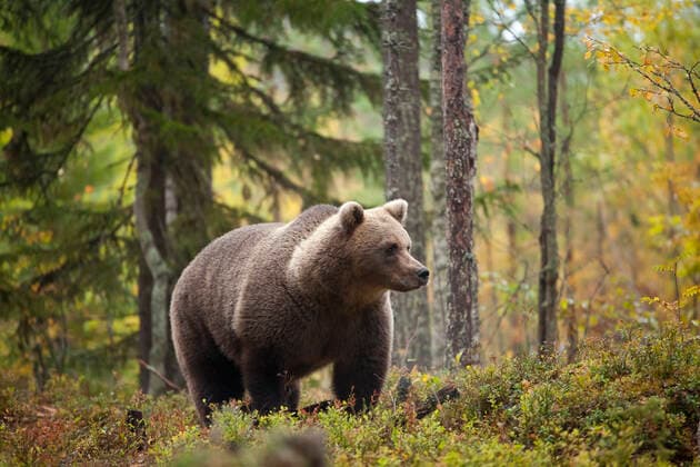 Creative Highlights World Finland, Kuhmo, North Karelia, Kainuu, Brown bear (Ursus arctos) in forest ZCF00917