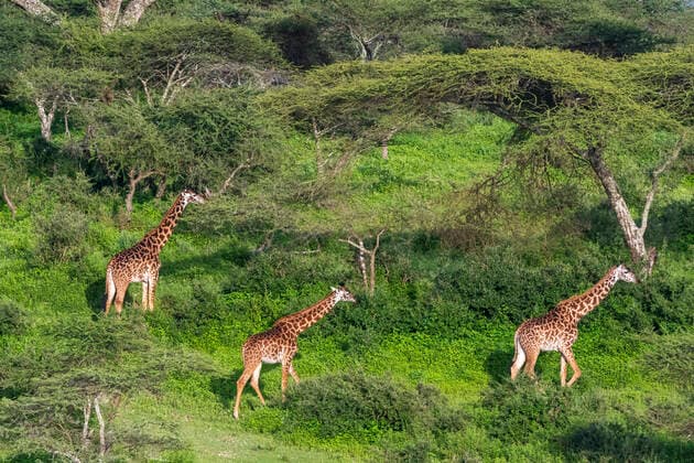 Creative Highlights World Masai giraffe (Giraffa camelopardalis tippelskirchi), Ndutu, Ngorongoro Conservation Area, Serengeti, Tanzania. Ndutu, Ngorongoro Conservation Area, Serengeti. Tanzania Copyright: xSergioxPitamitzx SSH-RM-TZ2001260230