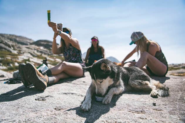 Creative Highlights Symbolbilder Siberian Husky eating canned food while resting by women on mountain Pinedale, WY, United States CR_BRHU210328-687346-01 ,model released, Symbolfoto
