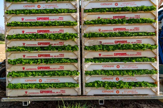 Landwirtschaft, Kräutergärtnerei, Petersilie Pflanzen, auf einem Feld, mit einer Pflanzmaschine, in Reihen, gepflanzt, Jungpflanzen in Kisten, Landwirtschaft *** Agriculture, herb gardening, parsley planting, in a field, with a planter, in rows, planted, young plants in boxes, agriculture