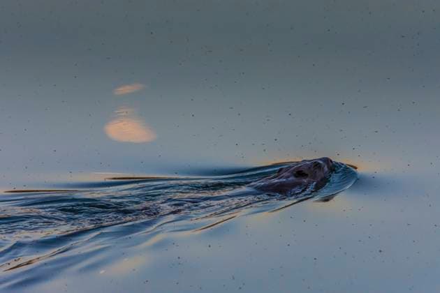IMAGO Creative: Reflexionen - Natur Eurasian beaver or European beaver (Castor fiber) swimming in river Neue Donau (New Danube), full moon reflection Wien, Vienna Wien Austria 22. Donaustadt