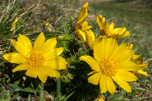 Blühende Adonisröschen (Adonis vernalis) an den Oderhängen bei Lebus (Landkreis Märkisch-Oderland) im Oderbruch. das Adonisröschen stammt eigentlich aus den Steppen Kasachtans und Sibiriens. Vorkommen in Deutschland sind sehr selten. In Zentraleuropa ist diese Art stark gefährdet und steht unter Naturschutz. Foto: Volker Hohlfeld Adonisblüte *** Flowering Adonis vernalis on the slopes of the river Oder near Lebus in the district of Märkisch Oderland in the Oderbruch the Adonis vernalis actually originates from the steppes of Kazakhstan and Siberia Occurrences in Germany are very rare In Central Europe this species is highly endangered and is protected Photo Volker Hohlfeld Adonis blossom