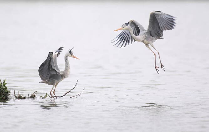 Bilder des Jahres 2021, Entertainment 04 April Entertainment Themen der Woche KW13 Entertainment Bilder des Tages (210403) -- GUIYANG, April 3, 2021 -- Great blue herons are seen in Guanshanhu Park in Guiyang, capital of southwest China s Guizhou Province, April 3, 2021. ) CHINA-GUIYANG-GREAT BLUE HERONS (CN) LiuxXu 