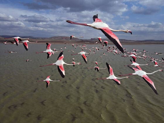 Bilder des Jahres 2021, Entertainment 04 April Entertainment Themen der Woche KW13 Entertainment Bilder des Tages (210404) -- MOGAN LAKE (TURKEY), April 4, 2021 -- Aerial photo taken on April 4, 2021 shows a flamboyance of flamingos flying over Mogan Lake in Ankara, Turkey. (Photo by Xinhua) TURKEY-MOGAN LAKE-FLAMINGOS MustafaxKaya 