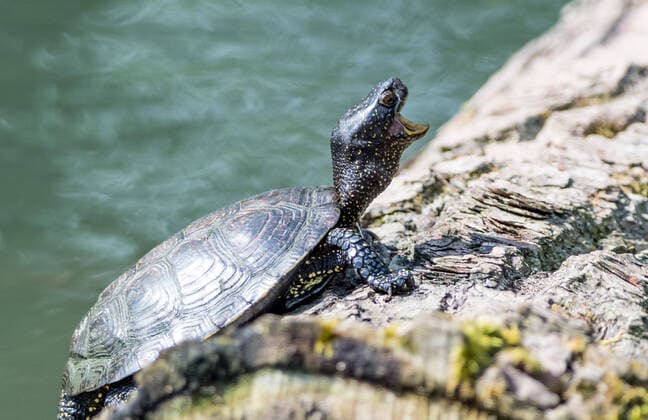 european pond terrapin, emys orbicularis in the austrian national park donauauen *** europäische teichschildkröte, emys orbicularis im österreichischen nationalpark donauauen Copyright: xx
