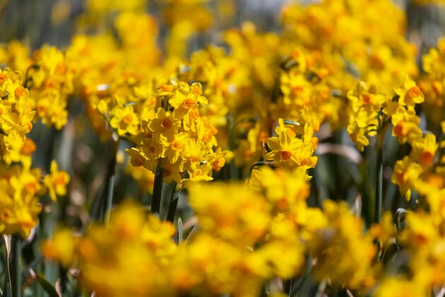 Narcissus daffodils in full bloom 05 04 2021 DEU, Germany, Baden Württemberg, Stuttgart